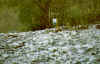 Locana 24 17.10.2000 fr. Fey SS460.jpg (36763 byte)
