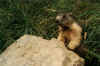 marmotamarmota.JPG (135639 byte)