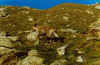 stambecco al lauson_14-08-97.jpg (105076 byte)
