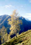 Autunno-a-Balmarossa_01_13-.jpg (152051 byte)