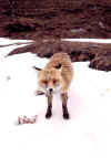 Marta02_21-04-2002.jpg (66133 byte)