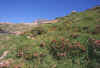 Vallone-unghiasse-a_220603.jpg (172769 byte)
