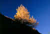 laricegrauson_121003.jpg (76175 byte)