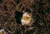 pulsatillalagocorona_121003.jpg (163651 byte)