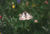 Parnassius-Apollo_a_160603.jpg (75774 byte)