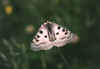 Parnassius-Apollo_b_160603.jpg (60349 byte)