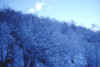 boschi-innevati_vonso_03-03.jpg (62041 byte)